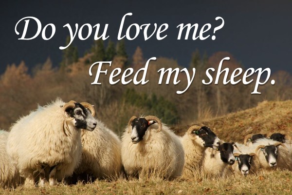 Feed My Sheep