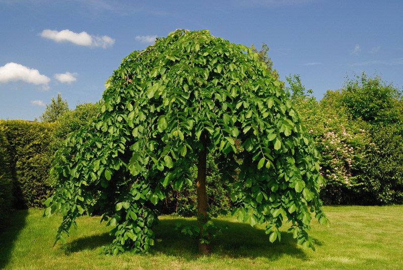 Mulberry Tree